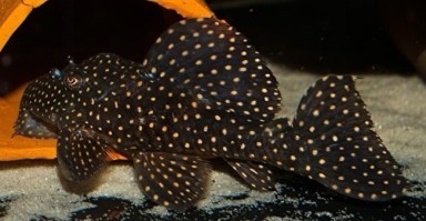 Leporacanthicus cf. galaxias